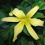 Hemerocallis Oh Joy Oh Rapture